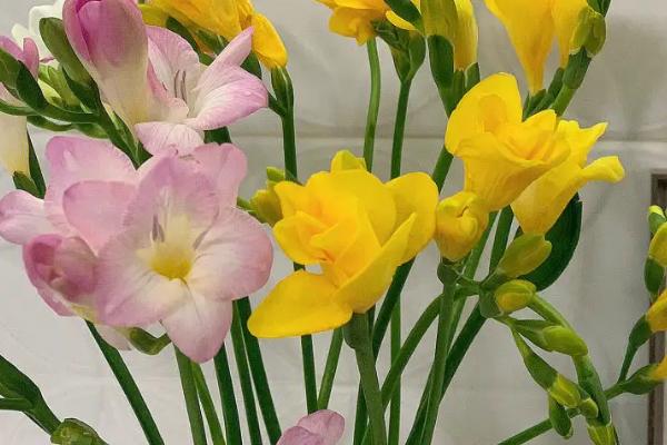 香雪兰一年开几次花,一年只开一次