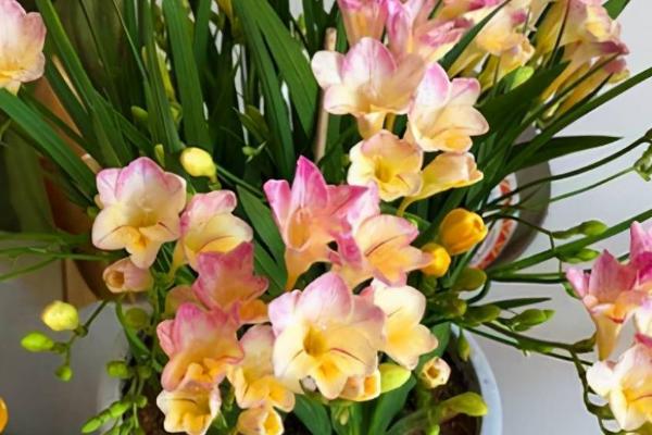 香雪兰一年开几次花,一年只开一次