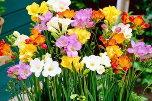 香雪兰一年开几次花,一年只开一次