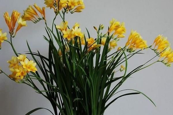 香雪兰一年开几次花,一年只开一次