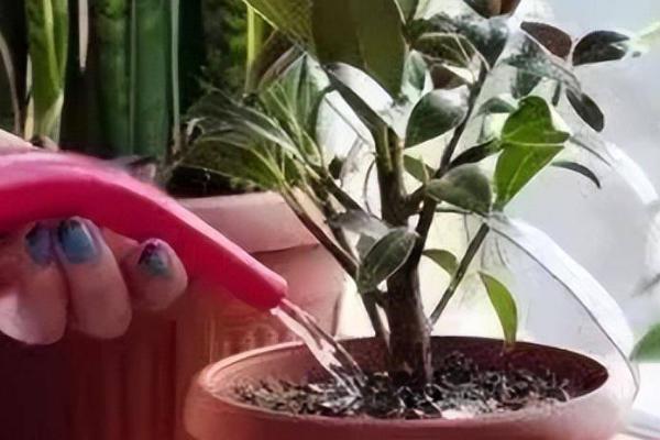 橘子皮浇花的害处,容易烧根