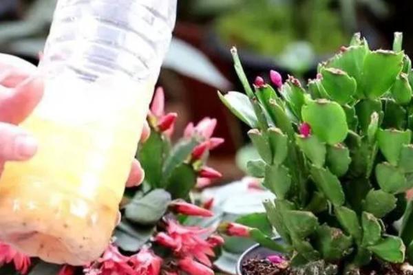 橘子皮浇花的害处,容易烧根