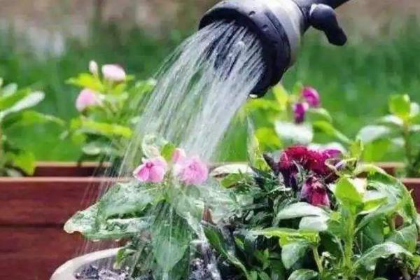 橘子皮浇花的害处,容易烧根