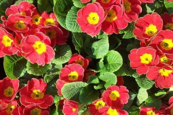 报春花开花后怎么处理,首先需要及时补充水分