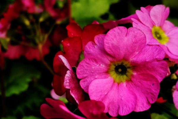 报春花开花后怎么处理,首先需要及时补充水分