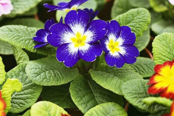 报春花开花后怎么处理,首先需要及时补充水分