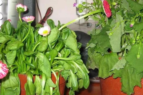 花被冻了叶子耷拉下来怎么补救,要将其慢慢过渡到温暖的室内