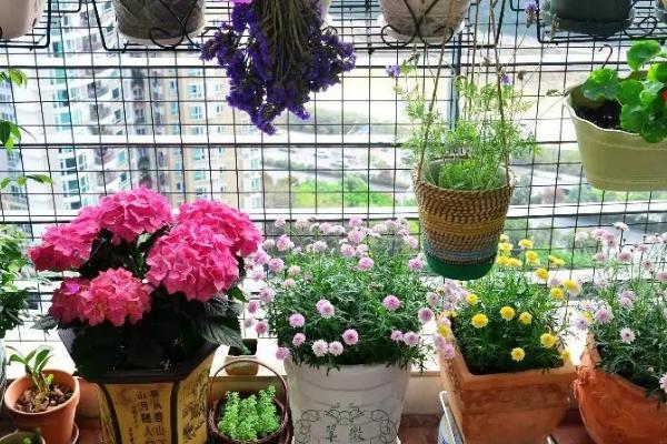 花被冻了叶子耷拉下来怎么补救,要将其慢慢过渡到温暖的室内