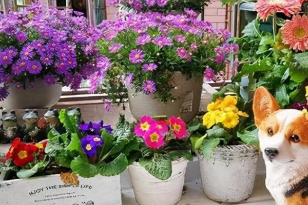 花被冻了叶子耷拉下来怎么补救,要将其慢慢过渡到温暖的室内