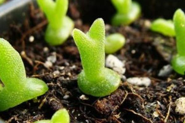 碧光环秋天怎么养,需摆放在室内比较通风的环境下