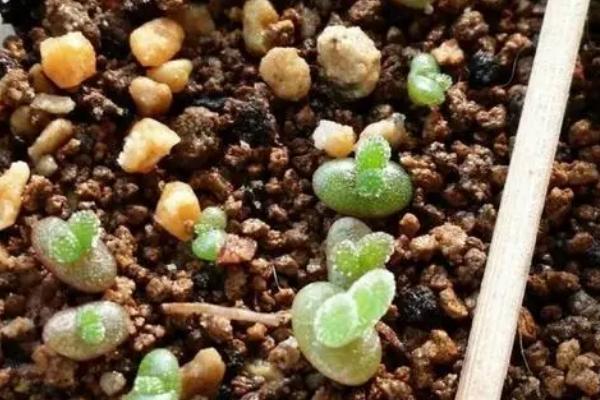 碧光环秋天怎么养,需摆放在室内比较通风的环境下