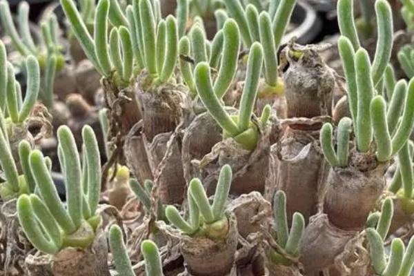 碧光环秋天怎么养,需摆放在室内比较通风的环境下