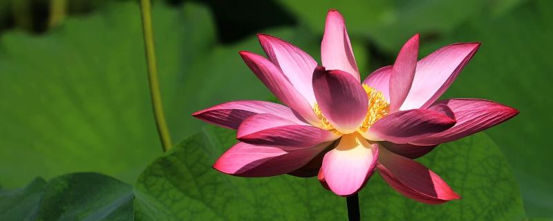 荷花的花期有多久，花期在6-9月