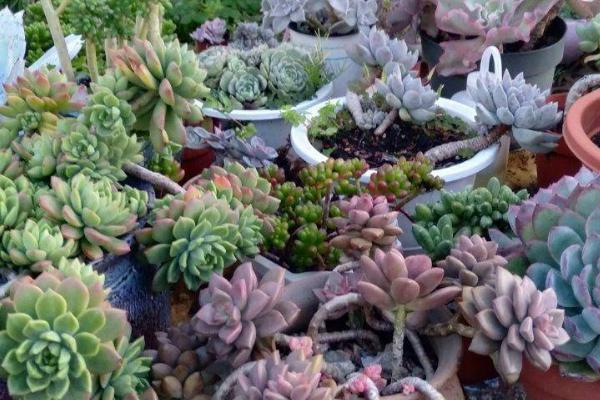 裸根多肉上盆后多久浇水,上盆后等待2-3天浇水