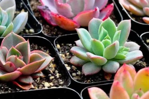 裸根多肉上盆后多久浇水,上盆后等待2-3天浇水