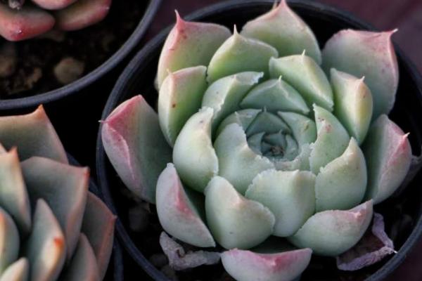 裸根多肉上盆后多久浇水,上盆后等待2-3天浇水