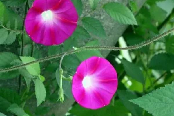 牵牛花有哪些颜色,有莹蓝、玫红色或白色