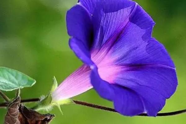 牵牛花有哪些颜色,有莹蓝、玫红色或白色