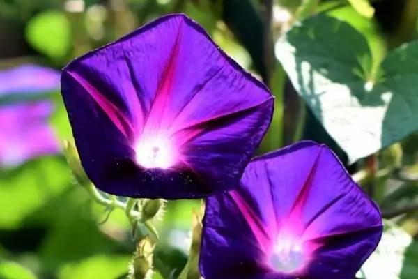 牵牛花有哪些颜色,有莹蓝、玫红色或白色