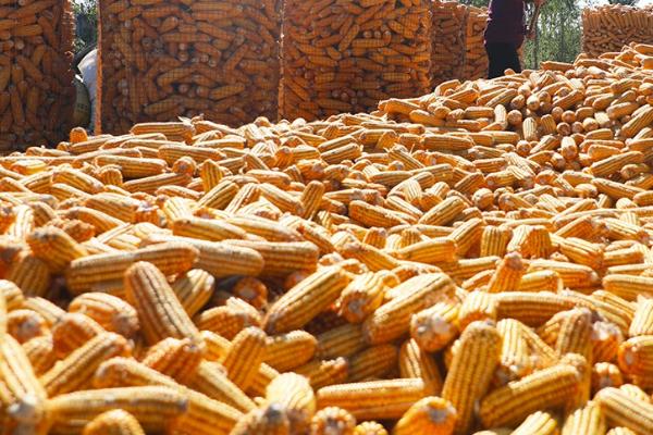 玉米播种前是否需要晾晒,通常需要晾晒2-3天