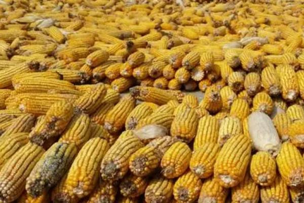 玉米播种前是否需要晾晒,通常需要晾晒2-3天