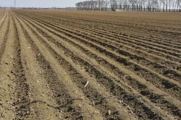 玉米播种前是否需要晾晒,通常需要晾晒2-3天