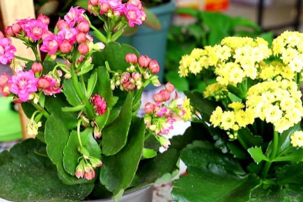 花怎么养,一般都需要充足的光照