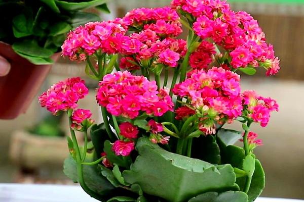 花怎么养,一般都需要充足的光照