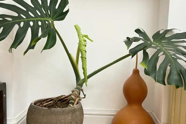 花怎么养,一般都需要充足的光照