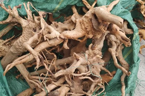 普通树根能否做沉木,可以做沉木但要经过水煮或晾晒