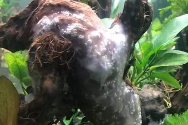 普通树根能否做沉木,可以做沉木但要经过水煮或晾晒