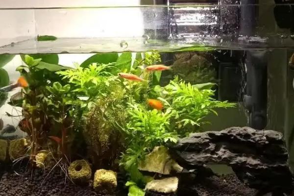 水草灯的开启时长，第1周每天要开启3-4小时