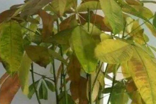 发财树出现黄叶要不要剪除，需要剪除否则会流失养分