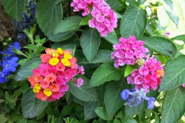 五色梅的种植方法，首先选择籽粒饱满且健康无虫害的种子