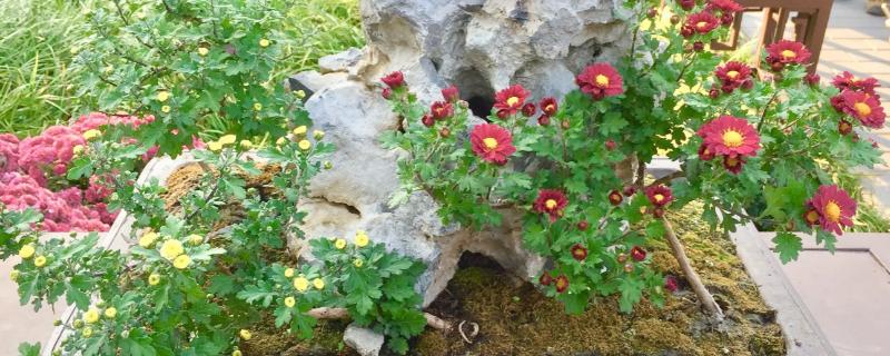 菊花盆栽的养殖方法,适合在阳光充足的环境中生长