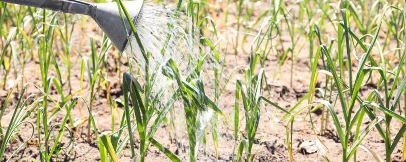蒜苗几天浇一次水，不同季节的浇水频率不同