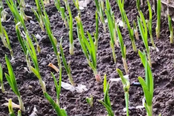 蒜苗几天浇一次水,不同季节的浇水频率不同