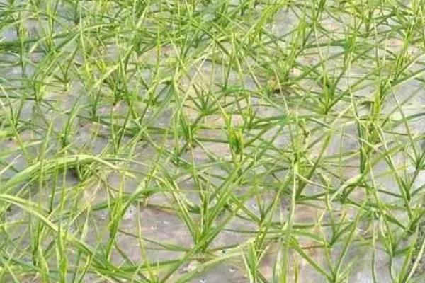 蒜苗几天浇一次水,不同季节的浇水频率不同