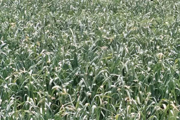 蒜苗几天浇一次水,不同季节的浇水频率不同