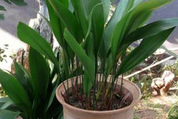 一叶兰怎么分盆栽种,不要将其种植的太深