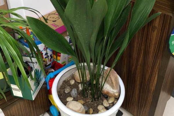 一叶兰怎么分盆栽种,不要将其种植的太深