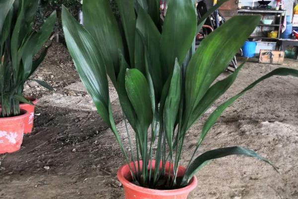 一叶兰怎么分盆栽种,不要将其种植的太深