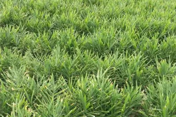 生姜黄叶病怎么防治,要适量的给生姜施肥