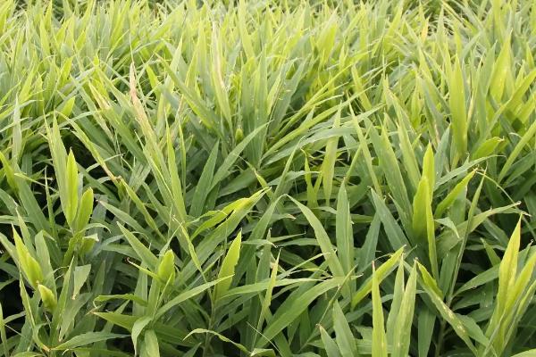 生姜黄叶病怎么防治,要适量的给生姜施肥