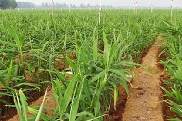 生姜黄叶病怎么防治,要适量的给生姜施肥