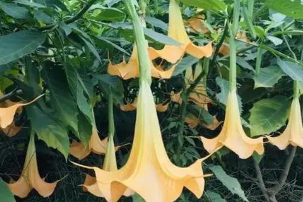 曼陀罗的寓意，花颜色不同花朵的寓意也有所不同