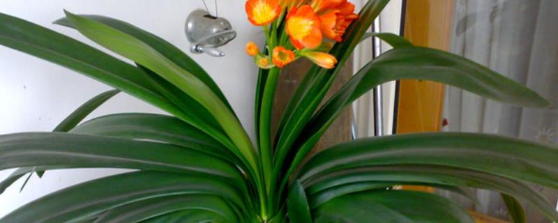 君子兰开花后的养护方法，需将生长环境的温度保持在18-25℃