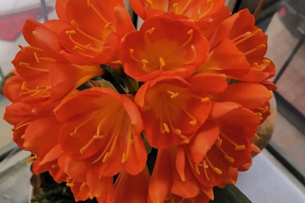 君子兰开花后的养护方法,需将生长环境的温度保持在18-25℃