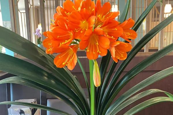 君子兰开花后的养护方法,需将生长环境的温度保持在18-25℃