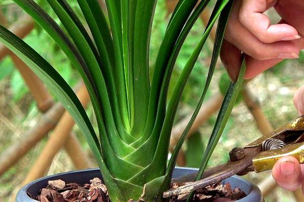 君子兰开花后的养护方法,需将生长环境的温度保持在18-25℃